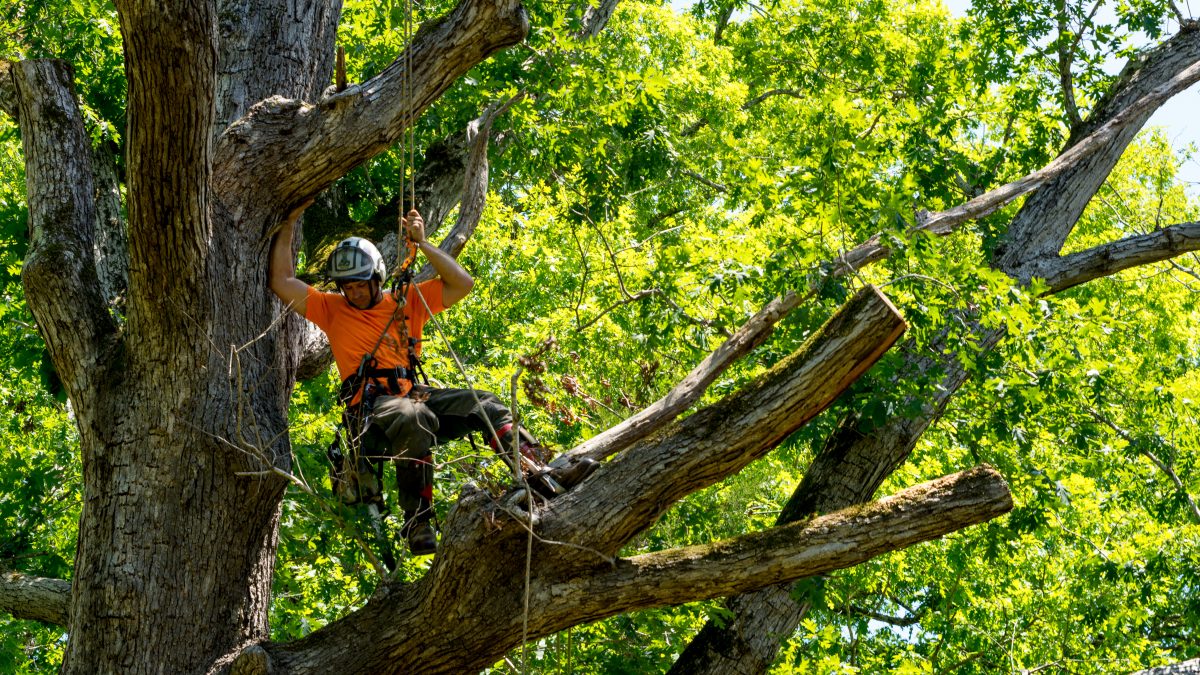 穿着橙色衬衫的工人在树上砍断枯枝
